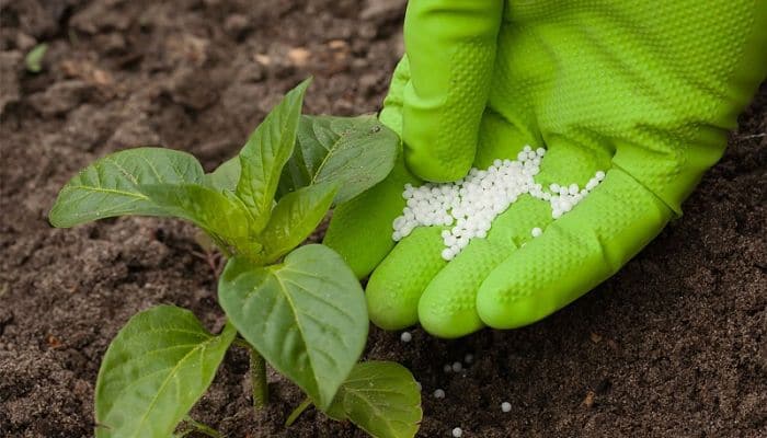 Cómo Utilizar El Fertilizante De Urea Para Beneficio De Tu Cultivo
