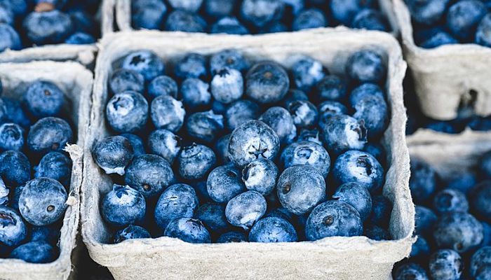 cómo cultivar arándanos azules