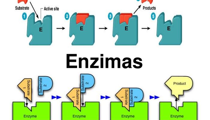 enzimas en el organismo