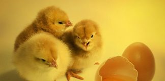 criar pollitos para gallinas ponedoras