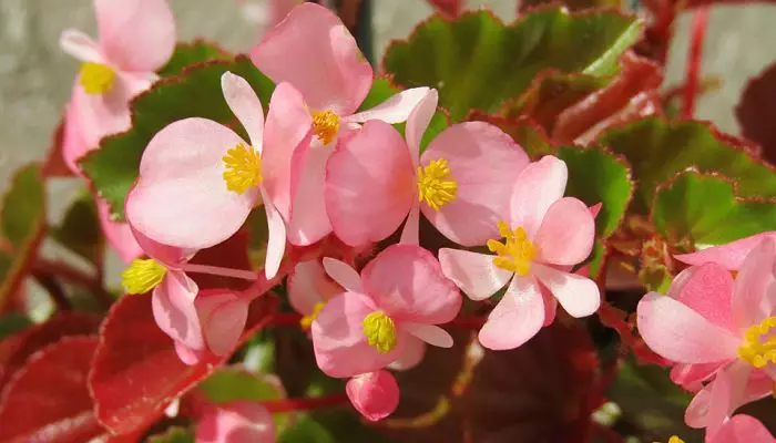 Cómo Cultivar Begonias: Variedades, Cuidados, Propagación Y Más