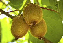 fruto de El kiwi