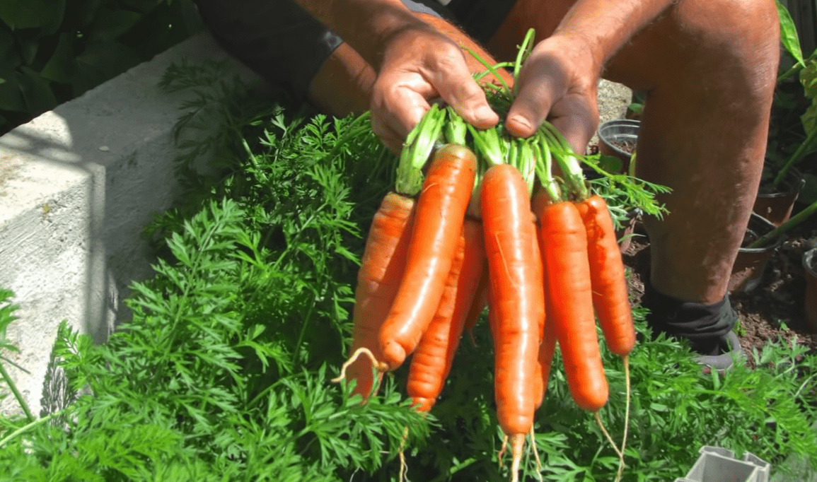 para cultivar una cosecha de zanahorias