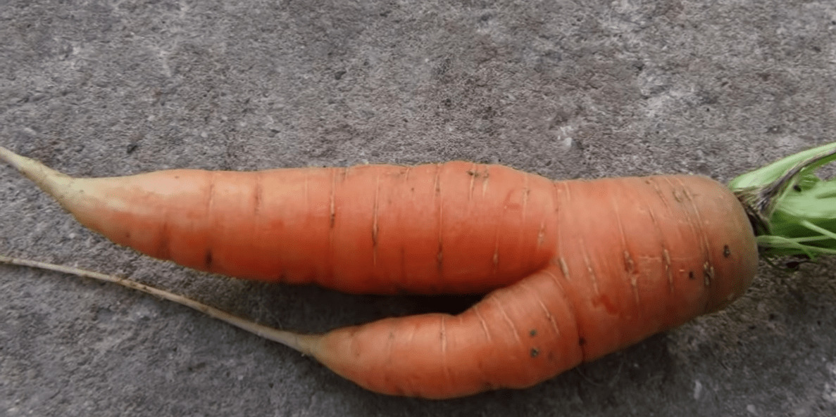 zanahorias deformes